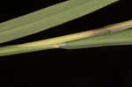 Silver beardgrass